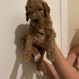 Double Doodle, Goldendoodle, Labradoodle, and Poodle Puppies from Amore Doodles & Poodles