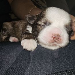 ROWENA - Brindle and white female Shih Tzu puppy in Los Banos And Bay Area, California from Shantii's Shih Tzu's