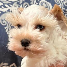 Red parti female - Parti female Miniature Schnauzer puppy in Forest, Virginia from Prestige Kennel LLC