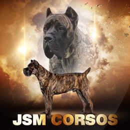 Kaner - Cane Corso