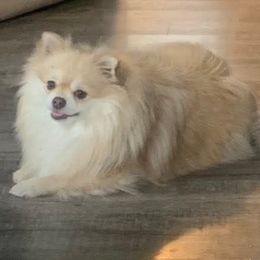 Lily - Cream sable female Pomeranian puppy in Fayetteville, North Carolina from Tar-heel Poms