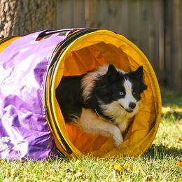 Theory - Border Collie