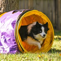 Theory - Border Collie