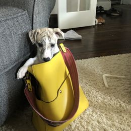 Whippet Puppies from Steadfast Whippets