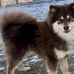 Molly - Finnish Lapphund