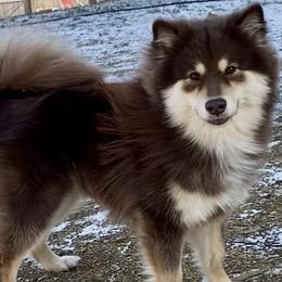 Molly - Finnish Lapphund