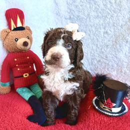 Marie - female Golden Mountain Doodle puppy in Victoria, Texas from Deidre's Doodles