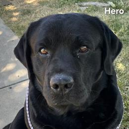 Hero - Labrador Retriever