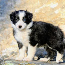 Callie - Black and white female Border Collie puppy in Custer, South Dakota from Pinpoint Border Collies