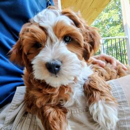 Thursday - Red  male Goldendoodle puppy in Bountiful, Utah from Red Brick Doodles