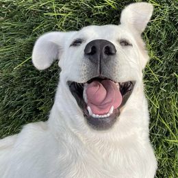 Labrador Retrievers from Idaho AKC Polar Labs