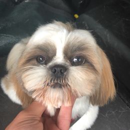 Rubi - Shih Tzu