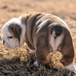 Bulldog Puppies from Red Clay Bullies