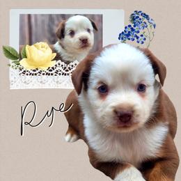 Rye - Red tri male Miniature Australian Shepherd puppy in Artois, California from Aloe Aussies