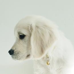 Golden Retriever and Labrador Retriever Puppies from Sierra Hills Retrievers