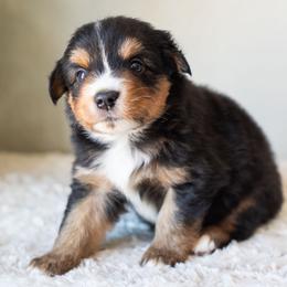 Charlie - Black tri male Miniature American Shepherd puppy in Tonopah, Arizona from King's Miniature American Shepherds