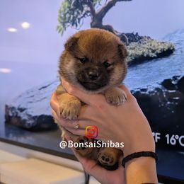 SOLA - Sesame female Shiba Inu puppy in Minnesota from BonsaiShibas