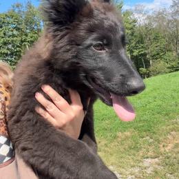 Pink AKA Stormi - Black female German Shepherd puppy in Terra Alta, West Virginia from Shepherd Country Farm and Kennels