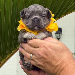 Dalton - Tricolors male French Bulldog puppy in Palm Coast, Florida from Calypso Island French Bulldogs