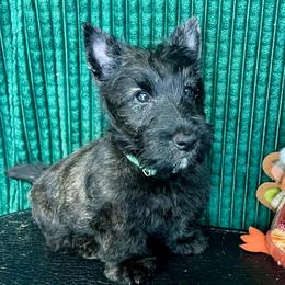 Scottish Terrier puppies from Maylark Scottish Terriers