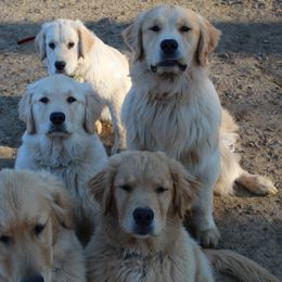 Golden Retriever Puppies from OPK Goldens