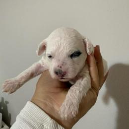 AKC Simon - Parti male Poodle puppy in Tampa, Florida from The Sweet Life of a Toy Poodle