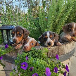 Dachshund Puppies from Bluegum Dachshunds