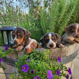 Dachshund Puppies from Bluegum Dachshunds