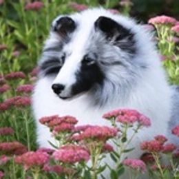 Golden Retrievers and Shetland Sheepdogs from Kattwalk Kennels