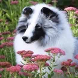 Golden Retrievers and Shetland Sheepdogs from Kattwalk Kennels