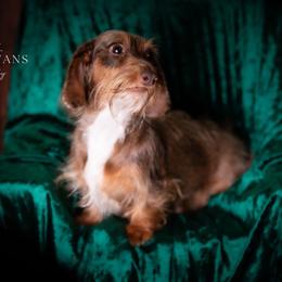Phoebe - Dachshund