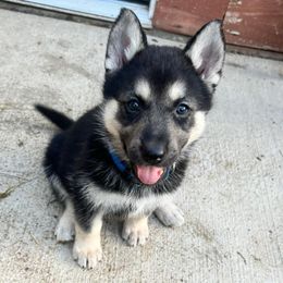 Alaskan Huskies and Companion Crosses from T&L Kennels