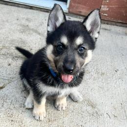 Alaskan Huskies and Companion Crosses from T&L Kennels