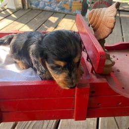 MICKI Soft wire hair AKC - Dapple male Dachshund puppy in Elizabethtown, Kentucky from Teeny Tiny Puppy Tails