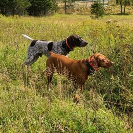 German Shorthaired Pointers from Country Creek GSPs