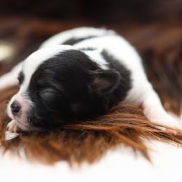 Blythe - Black and white female Chihuahua puppy in Tulsa, Oklahoma from H-3 Chihuahuas