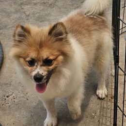 Thanos - Chocolate merle male Pomeranian puppy in Laredo, Texas from SASH Poms