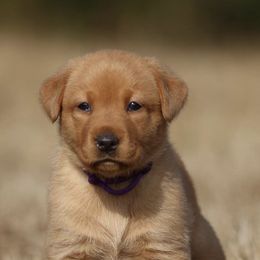 Chesapeake Bay Retrievers and Labrador Retrievers from Terranova Retrievers
