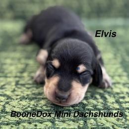 Elvis - Black and cream male Dachshund puppy in Lexington, Oklahoma from BooneDox Miniature Dachshunds