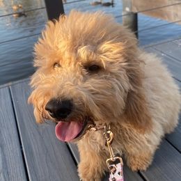 Australian Labradoodles and Goldendoodles from Cali Dream Doodles