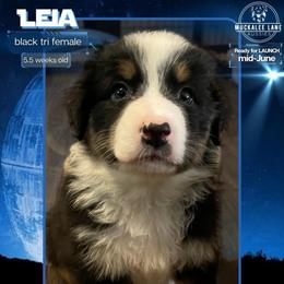 Leia - Full Tail - Black tri-color female Australian Shepherd puppy in Albany, Georgia from Muckalee Lane Aussies