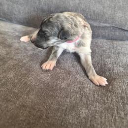 Girl 2 - Brindle female Borzoi puppy in Texas from Royal Chase Borzoi
