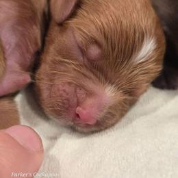 M4 - Red male Cockapoo puppy in Perry, Arkansas from Parker's Cockapoos