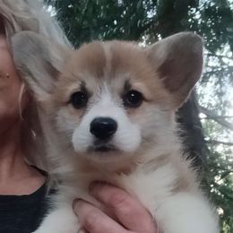 Girl 1 - Red female Pembroke Welsh Corgi puppy in Roy, Washington from Breyerwood