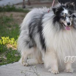 RIP - Shetland Sheepdog