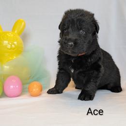 Ace - Black male German Shepherd puppy in Waterloo, New York from Von Nikolaos German Shepherds