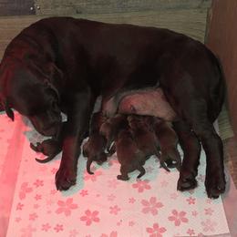 Girl 2 - Chocolate female Labrador Retriever puppy in Dartmouth, Massachusetts from Dolce Amore Labradors