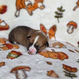 Agustín - Sable and white male American Corgi puppy in Tallahassee, Florida from Koko's Korgis