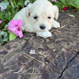 Maltipoo puppies from Imperial Dogs