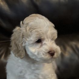 Malfoy - Cream male Labradoodle puppy in Somerset, California from Annie’s Animals